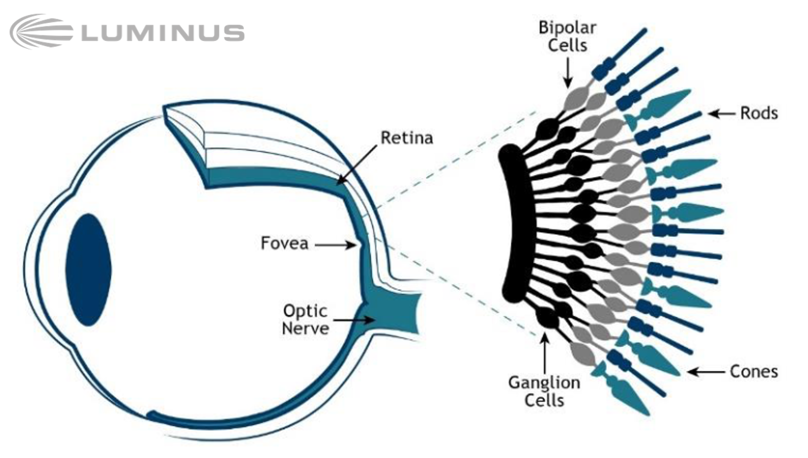 Human eye deals light spectrum